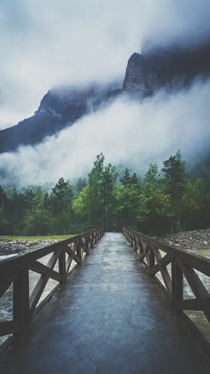 دانلود بک گراند والپیپر اپل در iOS 11 با طرح پل و درختان جنگل بارانی غرق در مه