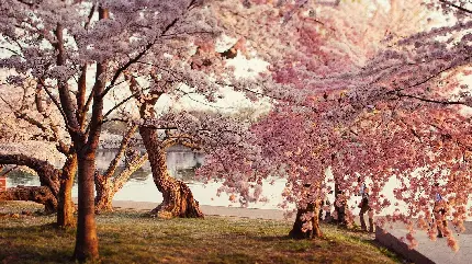 عکس زیبا و رویایی از شکوفه های بهاری درختان گیلاس در ژاپن