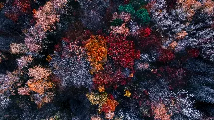 پس زمینه 11K جنگل انبوهی از درختان رنگارنگ برای کامپیوتر