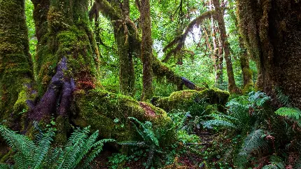 دانلود عکس با کیفیت بالا رایگان جنگل بارانی استوایی