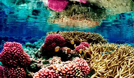 صخره مرجانی قرمز و زرد در زیر آب با کیفیت بالا