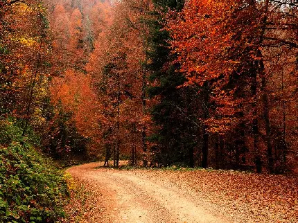 عکس زمینه زیبای جاده در دل جنگل و فصل رنگارنگ پاییز برای والپیپر دسکتاپ