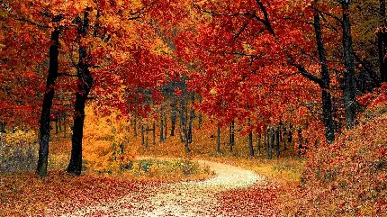 عکس پروفایل پاییزی خاص ، جذاب ، زیبا رمانتیک با جاده و درختان در فصل پاییز