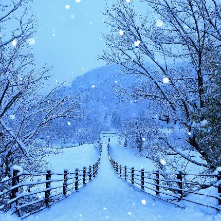 عکس زمستان و برف با کیفیت و سایز استاندارد و درختهای کاج برای والپیپر