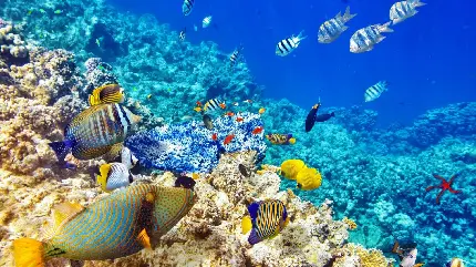 تصاویری از ماهی های زیبا در کنار صخره مرجانی