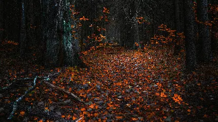 عکس 8K جنگل پوشیده شده از برگ های نارنجی برای کامپیوتر