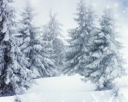 تصویر درخت و جنگل برفی در فصل زمستان برای بک گراند فوتوشاپ