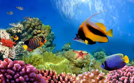 تصویر HD از صخره مرجانی رنگارنگ در دل آب 
