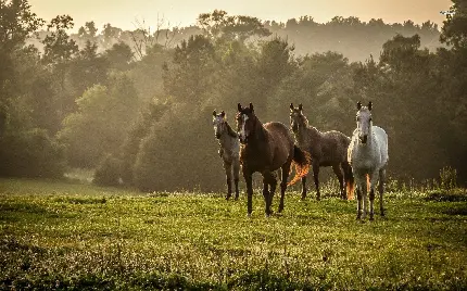 تصاویر زیبا از اسب های وحشی فول اچ دی