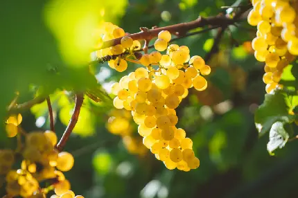 تصویر انگور زرد شیرین در باغ سرسبز و زیبا با کیفیت درجه یک