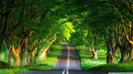 عکس منظره زیبا که جاده از وسط درختان عبور میکند با کیفیت خوب