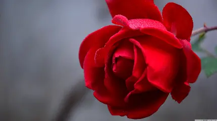 عکس ماکرو گل خوش بو و زیبای رز سرخ
