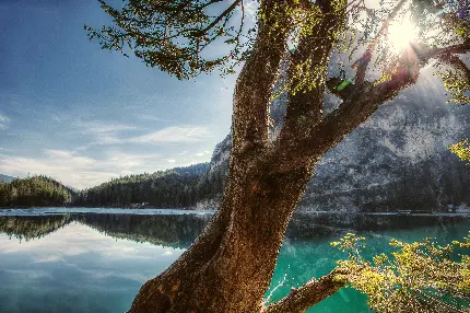 والپیپر 5K دریاچه و تک درخت زیبا در روز آفتابی برای دسکتاپ