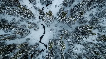 پس زمینه 4K زمستان سرد و درختان کاج یخ زده برای کامپیوتر