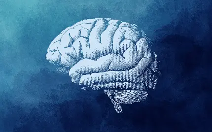 تصویر از مغز انسان