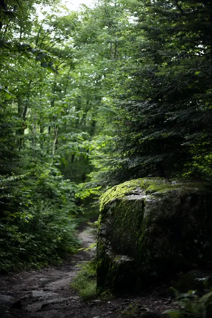 تصویر بسیار زیبا از طبیعت در دل جنگل با نور خاص و کیفیت عالی