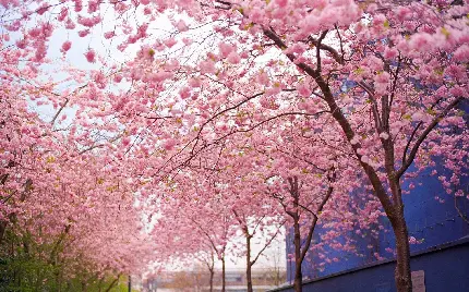 عکس زیبای شکوفه های بهاری درخت های گیلاس برای چاپ برو روی تابلو و تخته شاسی
