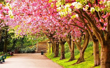 عکس درختان شگفت انگیز و رویایی با شکوفه های بهاری درخت گیلاس برای پروفایل عاشقانه