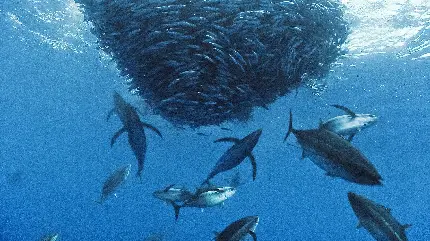 بک گراند زیبای عکس ماهی های بزرگ و کوچک قیانوس 