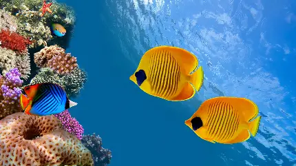 تصویر فول اچ دی صخره مرجانی و ماهی های زرد