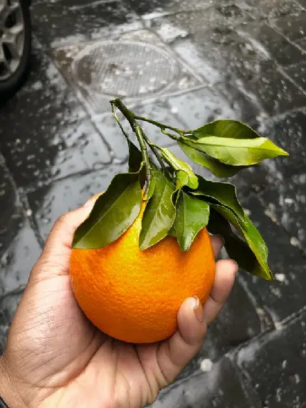 عکس پرتقال با برگهای زیبای آن مناسب برای پروفایل با کیفیت خوب