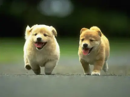دانلود عکس سگ های پا کوتاه قشنگ و خنده دار با بهترین کیفیت