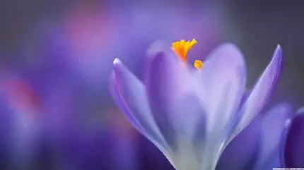 عکس ماکرو گل زعفران به رنگ بنفش خاص با کیفیت 4K