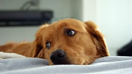 تصویر سگ قهوه ای تنبل با ژست خاص برای دسکتاپ