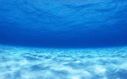 عکس پر زرق و برق از زندگی زیر دریا و آب با رنگ آبی