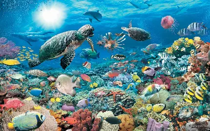 دانلود والپیپر پس زمینه ی زیر آب ماهی ها HQ Water World Wallpaper