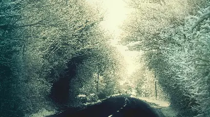 تصویر زمینه درختان پوشیده از برف برای دسکتاپ 