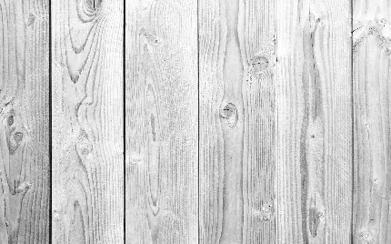 بک گراند سفید کیوت