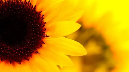 تصویر بسته و نمای نزدیک گل آفتاب گردان برای دسکتاپ کامپیوتر