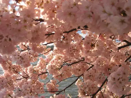 عکس شکوفه گیلاس بهاری با کیفیت بسیار بالا برای پس زمینه گوشی آیفون