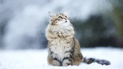 عکس گربه پشمالو در فصل زمستان با کیفیت بالا