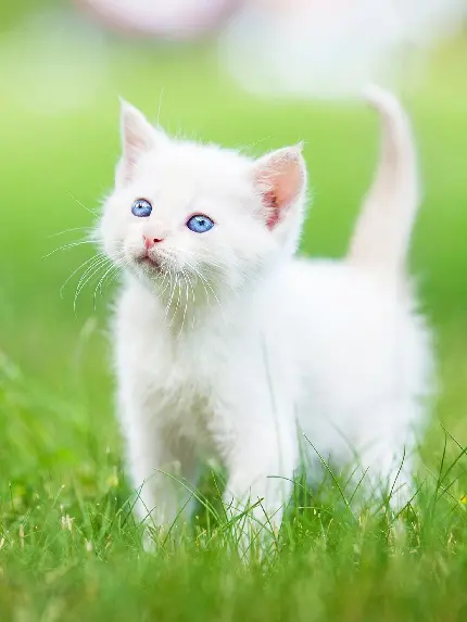 عکس بچه گربه سفید با چشم های آبی در بین چمن 