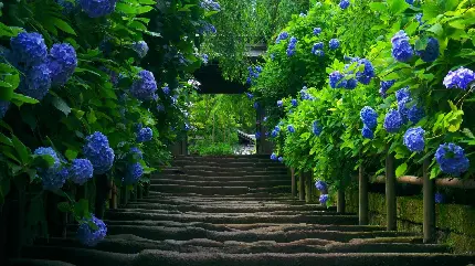 عکس زیبا و رویایی از طبیعت بکر و شگفت انگیز و پله های متفاوت و درخت های خاص