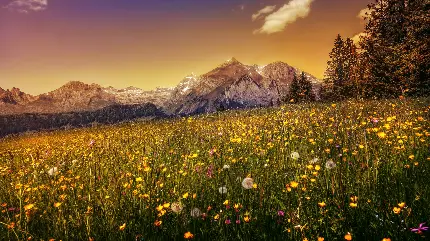 دانلود تصویر زمینه دشت گل های زرد با کیفیت 9K