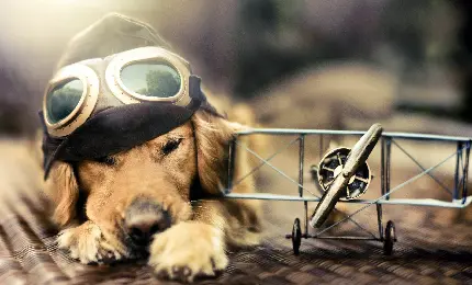 تصویر زمینه سگ خواب آلود لاکچری با عینک های باحال 