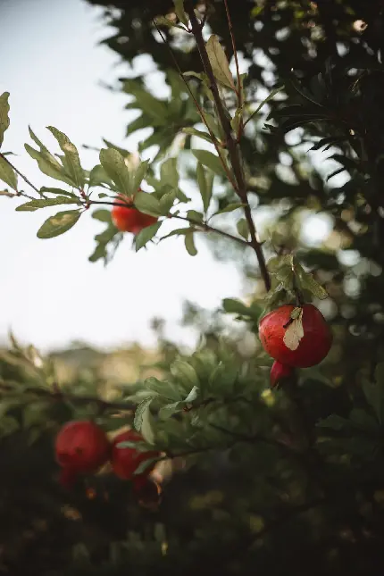 تصویر باغ سرسبز و زیبا انارهای خوشمزه و پرخاصیت با کیفیت خوب