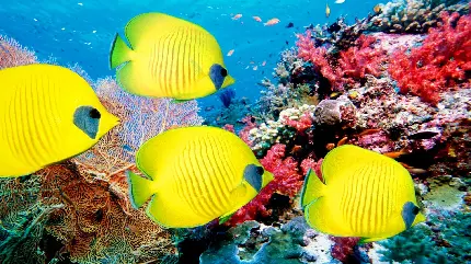 عکس ماهی های زرد خوشگل در پس صخره مرجانی
