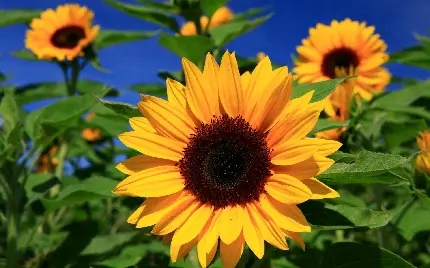 عکس ماکرو گل زیبای آفتابگردان از نمای نزدیک برای بک گراند موبایل
