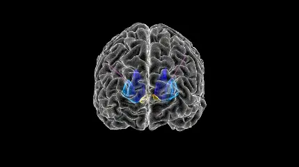 عکس مغز انسان برای پروفایل دانشجوهای پزشکی
