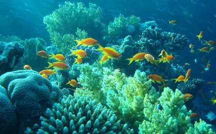 والپیپر عکس ماهی های نارنجی کف اقیانوس  