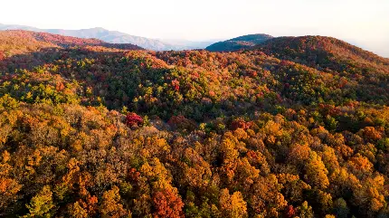 عکس پروفایل منظره پاییزی زیبا و جنگل پوشیده از درختان رنگارنگ