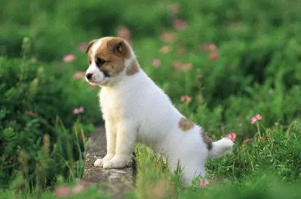 عکس سگ خال خالی سفید و قهوه ای روشن برای دسکتاپ