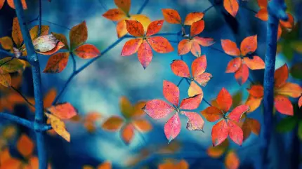 عکس زمینه برگ های زیبا و کوچک درختان در فصل پاییز برای دسکتاپ