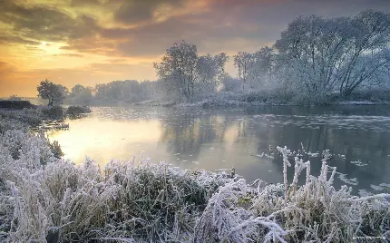 عکس درختها و رودخانه با گیاهان و علف های یخ زده در زمستان
