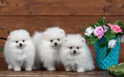 تصویر زمینه سگ های کوچولو و با مزه سفید رنگ 