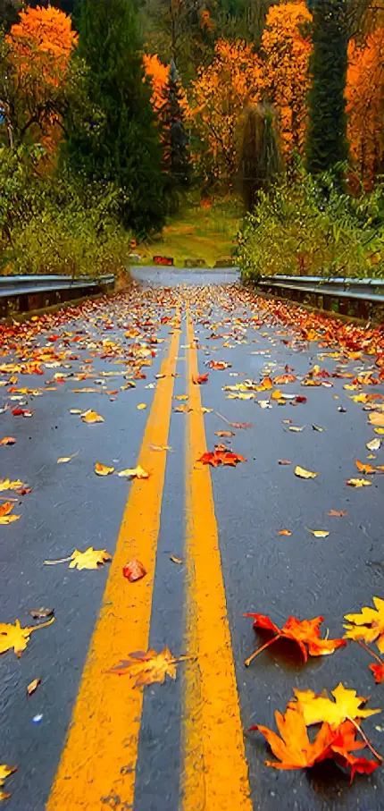 عکس زمینه فصل پاییز و جاده برای گوشی های هوشمند